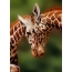 Серенгети ұлттық паркінде күн сәулесінің жирафтар суреті, Танзания