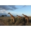 Serengeti Milliy Parkidagi Sunset Giraffes