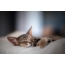 Kucing Abyssinian