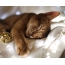 Abisinijos katė miega