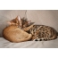 Абисински и бенгалски мачки