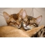 Abyssinian and Bengal cats