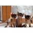 Anak kucing Abyssinian