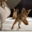 Abyssinian kittens play