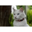 Angora мачка со мулти-обоени очи
