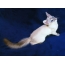 Фото: молода Балінезійська кішка - вид зверху