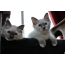 Awọn kittens Burmese