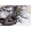 Kucing shorthair Inggris dengan anak kucing