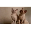 Gambar-gambar anak kucing Burma