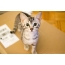 Volwassen Kitten Egyptian Mau