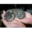 Anak kucing kecil dari Mau Mesir di telapak tangan