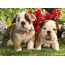 Puppies American Bulldog