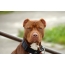 የአሜሪካ የ Pit Bull Terrier ፎቶዎች