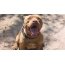 የአሜሪካ የ Pit Bull Terrier ፎቶዎች