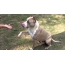 Америкийн Pit Bull Bull Terrier