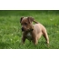 Amerika Pit Bull Terrier puppi