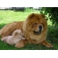 Chow chow with puppy