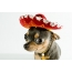 Chihuahua ao amin'ny sambrero hat