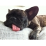 Sove fransk bulldog