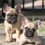 Pair of beige french bulldogs