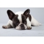 Fransk Bulldog: foto