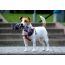 Larawan: Jack Russell Terrier na may laruan