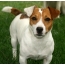 Si Jack Russell Terrier