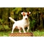 រូបថតស្ត្រេស Jack Russell Terrier