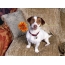 Jack Russell Terrier dengan bunga