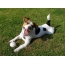Foto: Happy Jack Russell Terrier