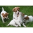 Jack Russell Terrier កូនឆ្កែ