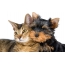 Foto: Jorkširski terier z mačko