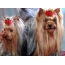 Amaqabane ama-yorkshire terriers