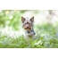Ifoto yeYorkshire Terrier