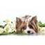 Ifoto yeYorkshire Terrier
