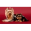 ヨークシャーテリア：大人の犬と子犬の写真