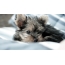 Йоркшир терьері: щенок фотосуреті
