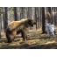 Natravka East Siberian husky for en bjørn