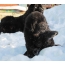 Newfoundland šteniatka na snehu