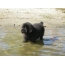 توله سگ نیوفاندلند در نزدیکی آب