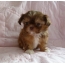 Shih Tzu Puppy Fotografije