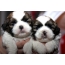 Shih Tzu Puppy Լուսանկարներ