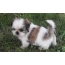 Shih Tzu Puppy Foto's