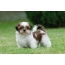 Foto anak anjing Shih Tzu di rumput