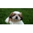 Լուսանկարը մի շիշ Tzu puppy է խոտ