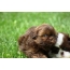 Լուսանկարը շագանակագույն shih tzu puppy