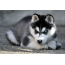 Cachorro siberiano Husky con ojos coloridos