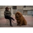Mastiff تبت با معشوقه