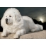 Tibeto mastifas baltos spalvos