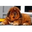 Tibeto mastifo šuniukas